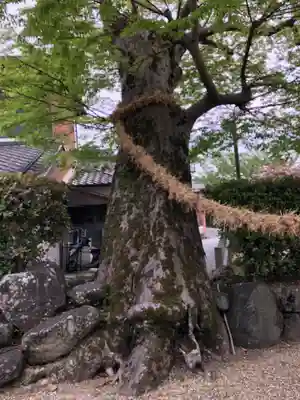 素戔嗚神社(大神神社境外末社)の自然