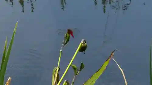 常泉寺(埼玉県)