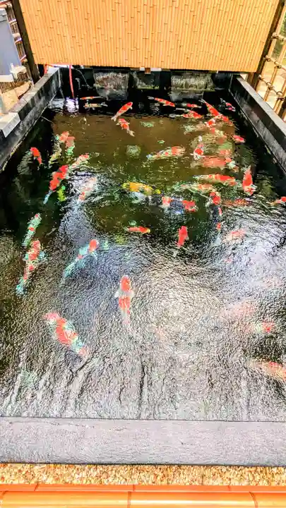 感通寺の動物