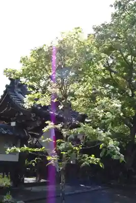 西教寺の山門・神門