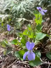 崇禅寺の自然