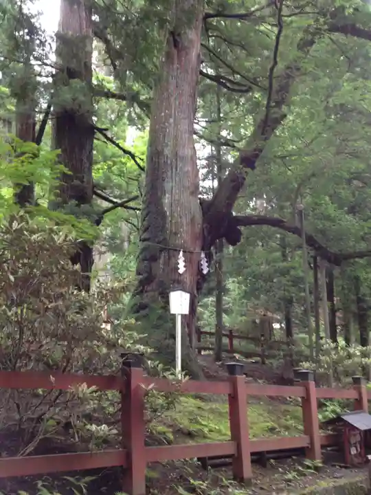 日光二荒山神社の自然