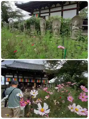 般若寺 ❁﻿コスモス寺❁(奈良県)