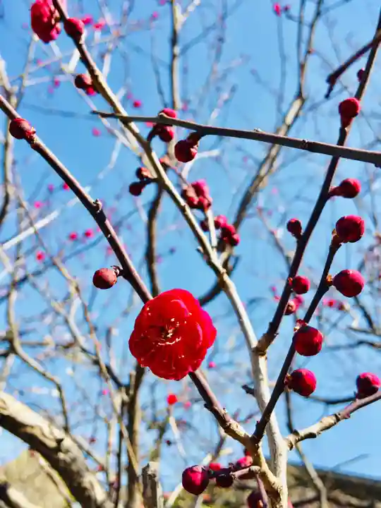 亀戸天神社の自然