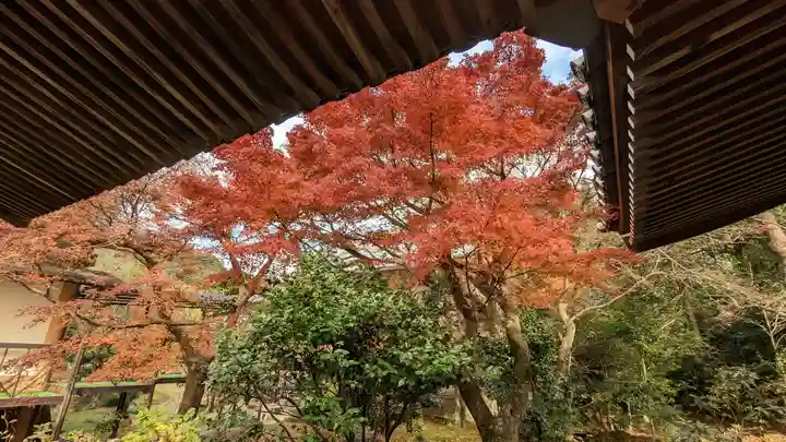 法金剛院(京都府)