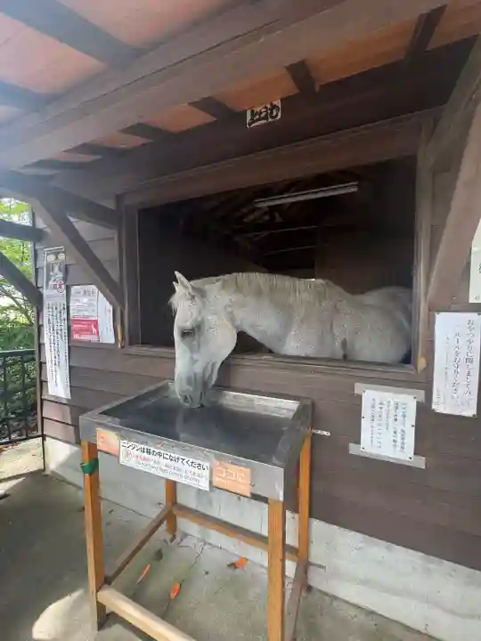 鹿児島神宮(鹿児島県)