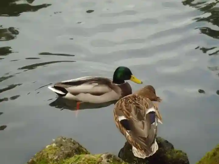 富士山本宮浅間大社(静岡県)