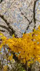 妙蓮寺(京都府)