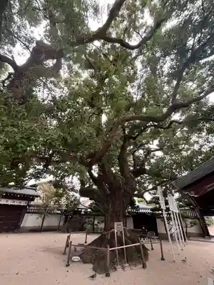 大聖観音寺（あびこ観音）(大阪府)