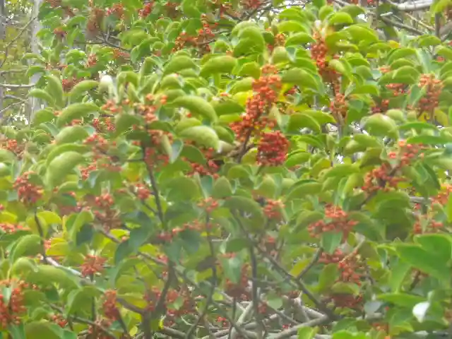 由比若宮(元鶴岡八幡宮)の自然