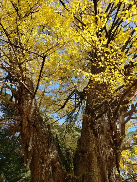 赤坂氷川神社の自然