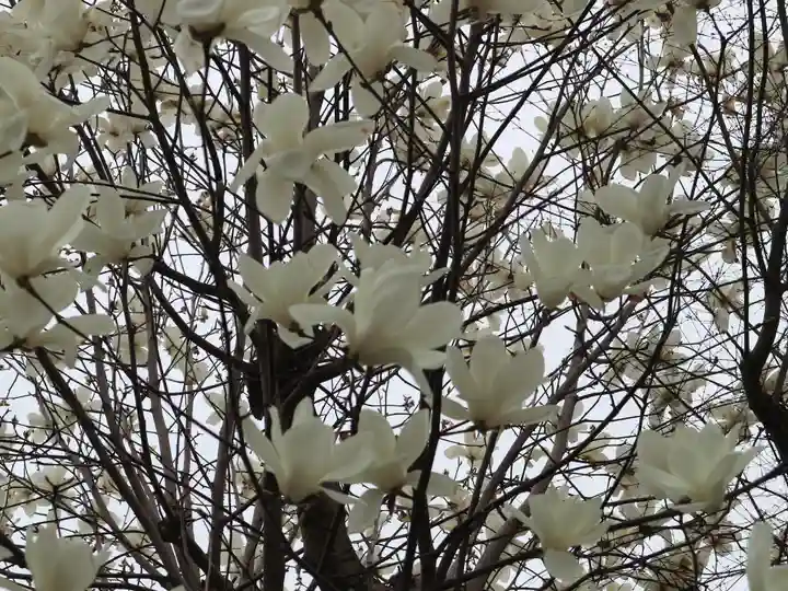 出町妙音堂の自然