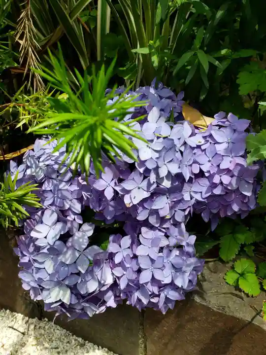 東京大神宮(東京都)