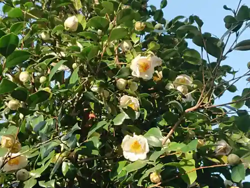 椿宮神明社の自然