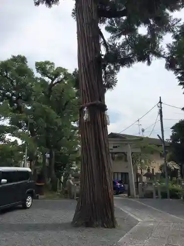 住吉大伴神社の自然