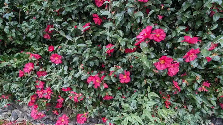 梅宮大社(京都府)