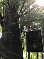 王子神社の自然