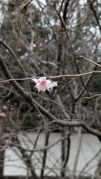 平野神社(京都府)