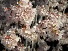 瀧桜神明宮の自然