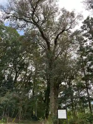 高知座神社(高知県)
