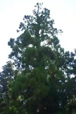 大神神社(奈良県)