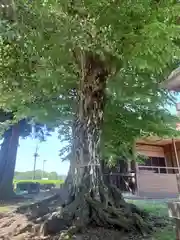 二本木神社(埼玉県)