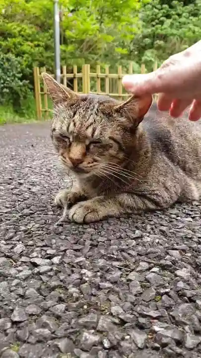 白金氷川神社(東京都)