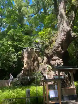 來宮神社(静岡県)