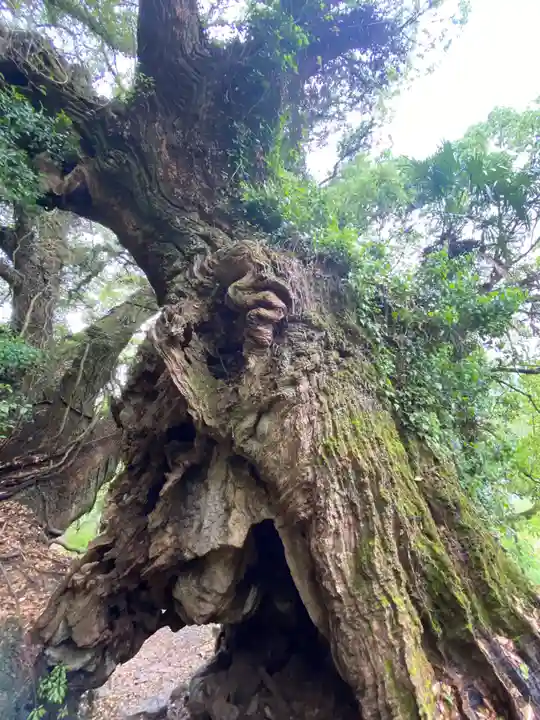 大山祇神社奥の院 生樹の御門(愛媛県)