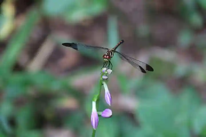 鹿島大神宮の動物