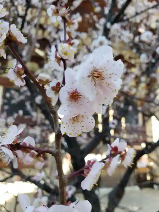 諏訪神社(東京都)