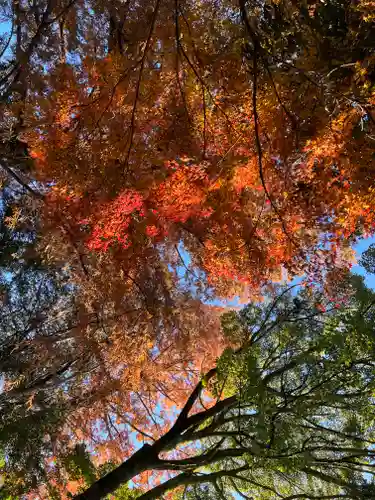 富士山本宮浅間大社の自然