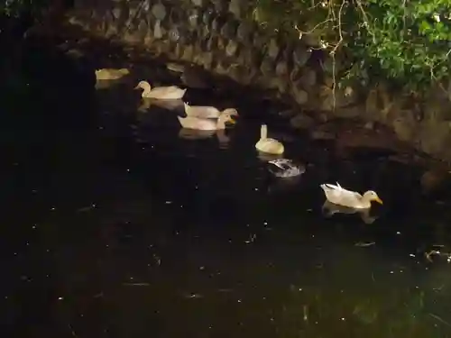 平塚八幡宮の動物