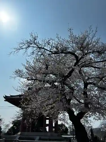 池上本門寺の{uncategorized: "未分類", other: "その他", undefined: "問題あり", building: "その他建物", grave: "お墓", sacred_gate: "鳥居", guardian: "狛犬", statue: "像", buddha: "仏像", history: "歴史", nature: "自然", garden: "庭園", animal: "動物", pagoda: "塔", temizu: "手水舎", mountain_gate: "山門・神門", sanctuary: "本殿・本堂", subordinate: "末社・摂社", art: "芸術", scenery: "景色", jizo: "地蔵", ema: "絵馬", goshuin: "御朱印", omikuji: "おみくじ", items: "授与品その他", amulet: "お守り", goshuincho: "御朱印帳", eats: "食事", festival: "お祭り", votive_dance: "神楽", shichigosan: "七五三参", wedding: "結婚式", experience: "体験その他", initially: "初詣", around: "周辺", anti_infection: "感染症対策"}
