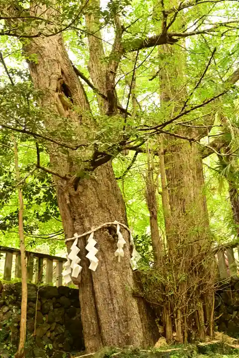 武蔵二宮 金鑚神社(埼玉県)