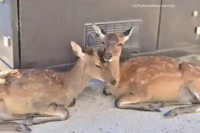 厳島神社(広島県)