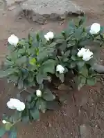 伏木香取神社(茨城県)