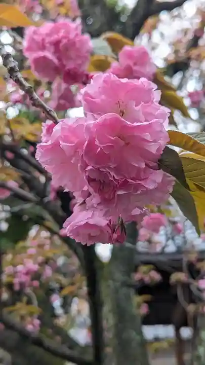 墨染寺(桜寺)(京都府)