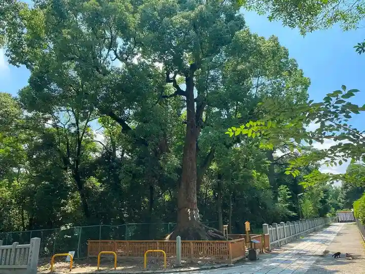 和泉國一之宮 大鳥大社の自然