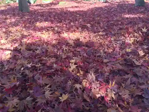 禅林寺（永観堂）の自然
