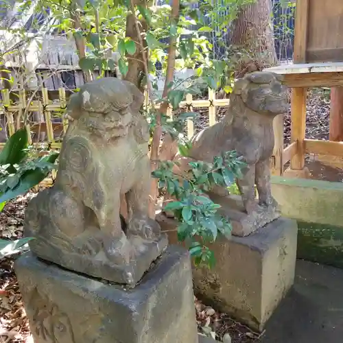 渋谷氷川神社の狛犬