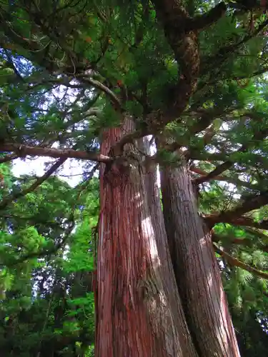戸隠神社中社の自然