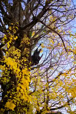 飛木稲荷神社(東京都)