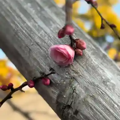 伊勢の国 四天王寺(三重県)