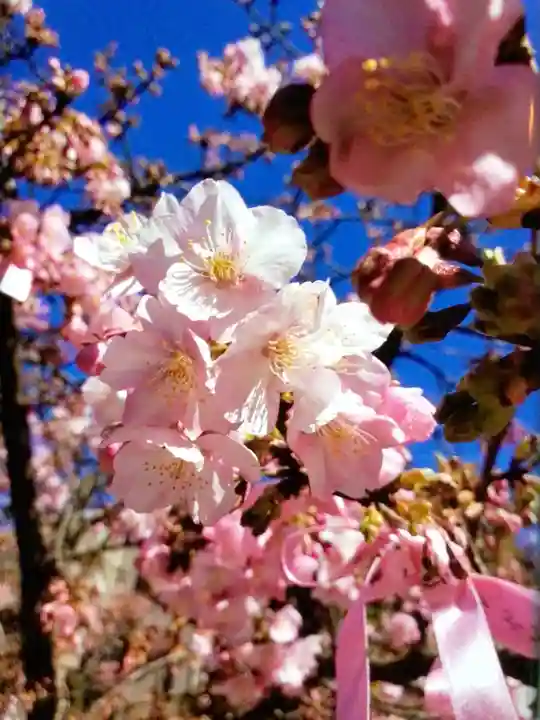 桜神宮(東京都)