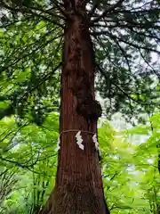 土津神社｜こどもと出世の神さまの自然