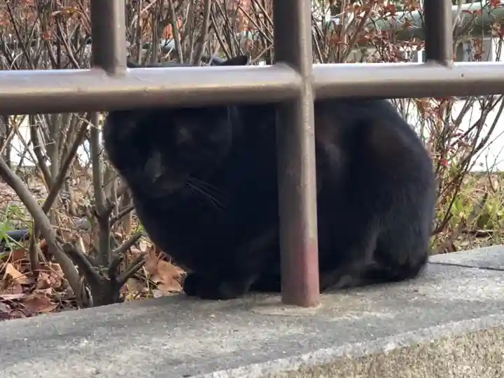 石切劔箭神社の動物