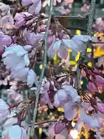 大國魂神社の自然