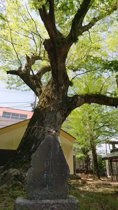 八坂神社の自然