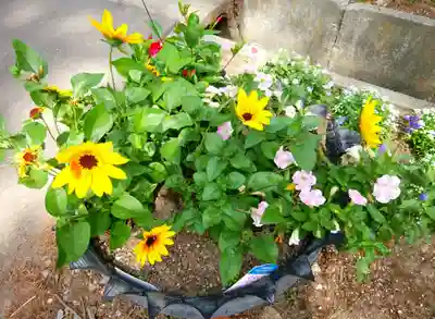 倶知安神社の自然